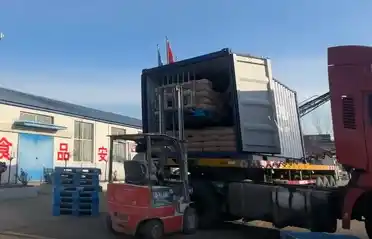 شركة Qinhuangdao Tongyou لصناعة البطاطس تشحن 10 حاويات لتصدير نشا البطاطس الحلوة إلى كوريا الجنوبية